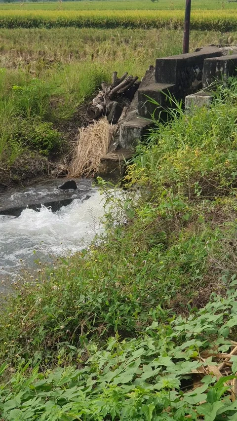 The water flowed swiftly between the trees and green leaves Stock Footage 329959107