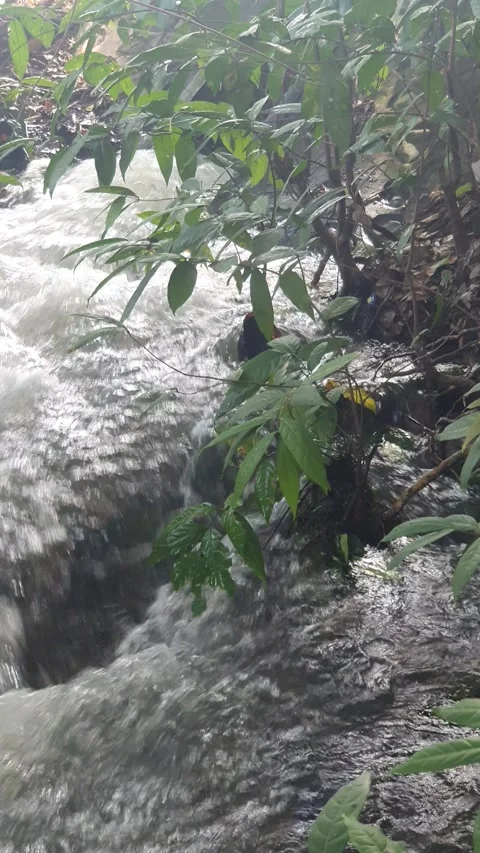 The water flowed swiftly between the trees and green leaves Stock Footage 329959145
