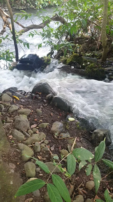 The water flowed swiftly between the trees and green leaves Stock Footage 329959173