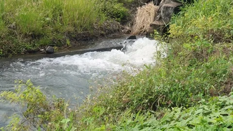 The water flowed swiftly between the trees and green leaves Stock Footage 329959185