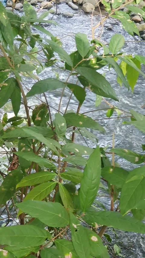 The water flowed swiftly between the trees and green leaves Stock Footage 329959330