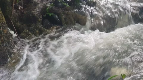 The water flowed swiftly between the trees and green leaves Stock Footage 329959362