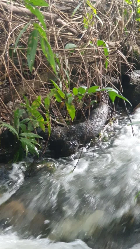The water flowed swiftly between the trees and green leaves Video stock 329959438