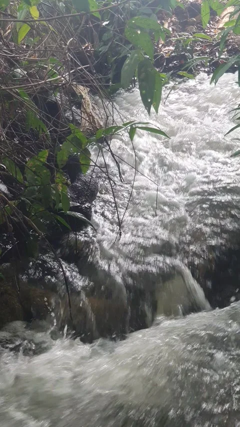 The water flowed swiftly between the trees and green leaves Stock Footage 329959462