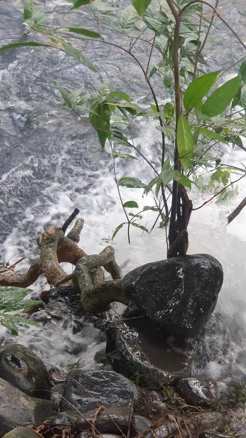 The water flowed swiftly between the trees and green leaves Stock Footage 329959549