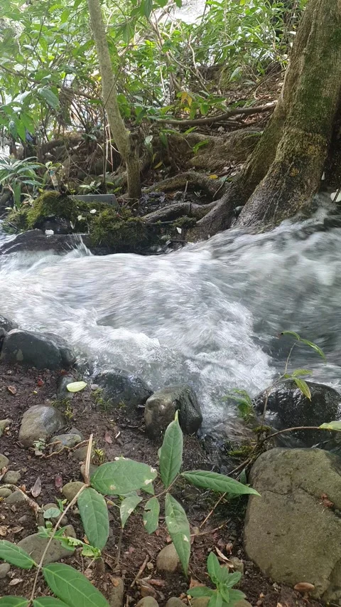 The water flowed swiftly between the trees and green leaves Video stock 329959560