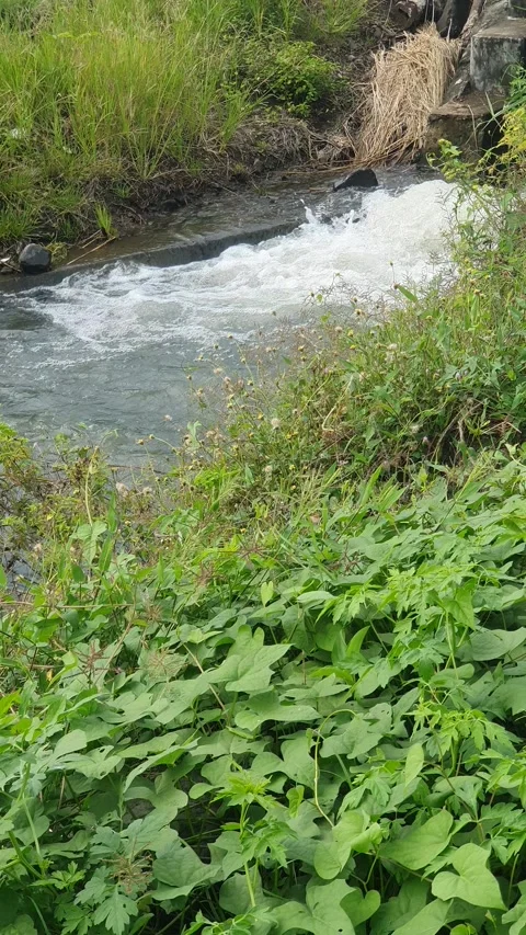 The water flowed swiftly between the trees and green leaves Video stock 329959579