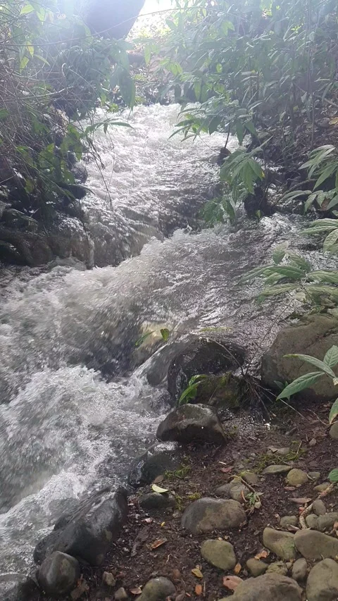 The water flowed swiftly between the trees and green leaves Stock Footage 329959613
