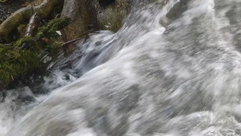 The water flowed swiftly between the trees and green leaves Stock Footage 329959763
