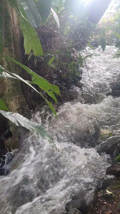 The water flowed swiftly between the trees and green leaves Stock Footage 329959861