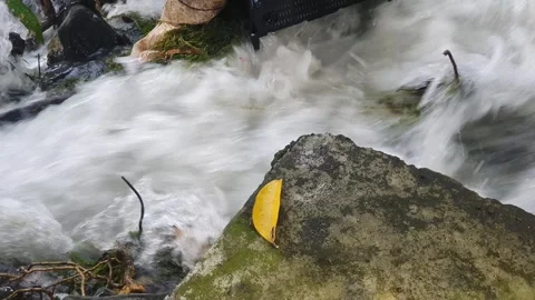 The water flowed swiftly between the trees and green leaves Stock Footage 329959897