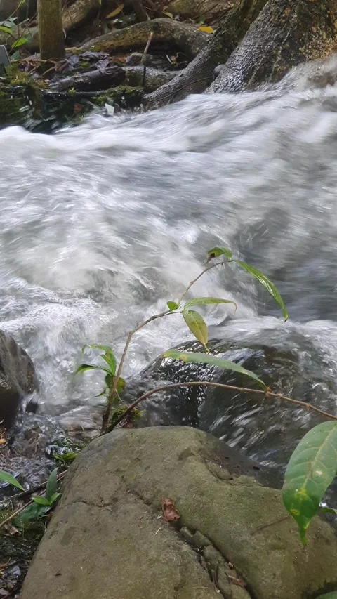 The water flowed swiftly between the trees and green leaves Stock Footage 329959914