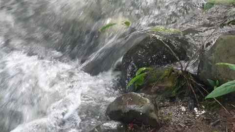 The water flowed swiftly between the trees and green leaves Stock Footage 329960989