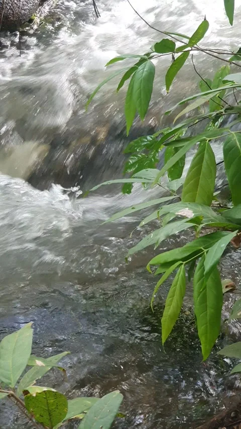 The water flowed swiftly between the trees and green leaves Stock Footage 329960990