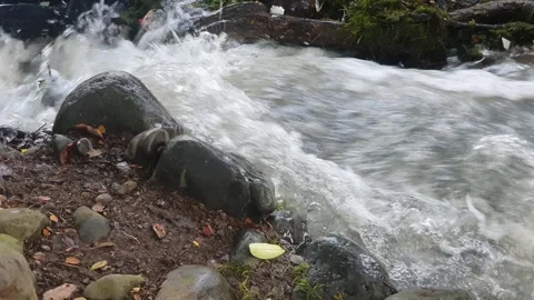 The water flowed swiftly between the trees and green leaves Stock Footage 329961001