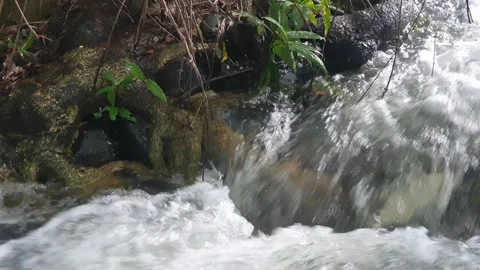The water flowed swiftly between the trees and green leaves Stock Footage 329961275