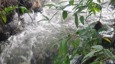 The water flowed swiftly between the trees and green leaves Video stock 329962819