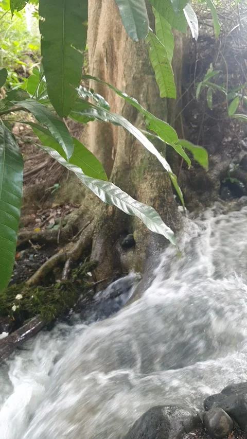The water flowed swiftly between the trees and green leaves Stock Footage 329962856