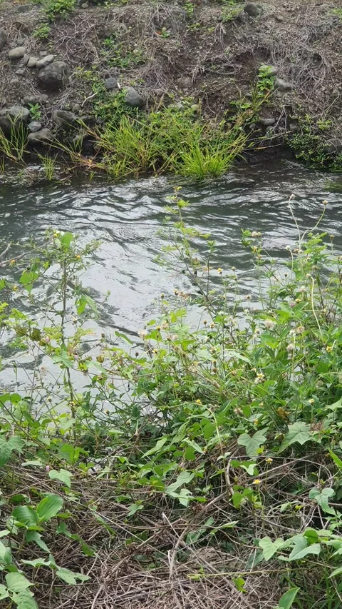 The water flowed swiftly between the trees and green leaves Stock Footage 329963306