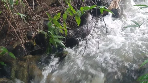 The water flowed swiftly between the trees and green leaves Stock Footage 329963453