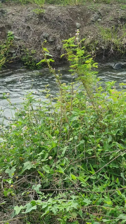 The water flowed swiftly between the trees and green leaves Stock Footage 329963692
