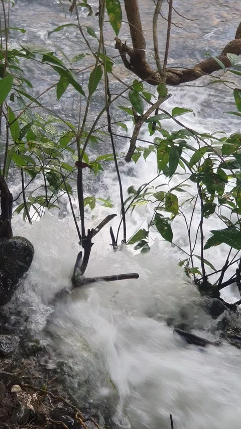 The water flowed swiftly between the trees and green leaves Stock Footage 329963868