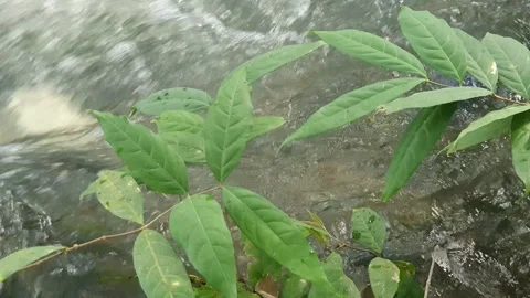 The water flowed swiftly between the trees and green leaves Stock Footage 329963874