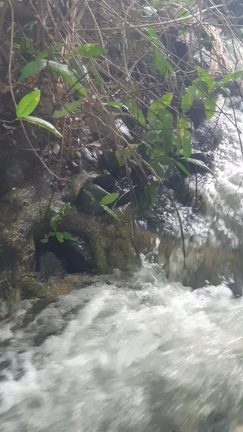 The water flowed swiftly between the trees and green leaves Video stock 329963899