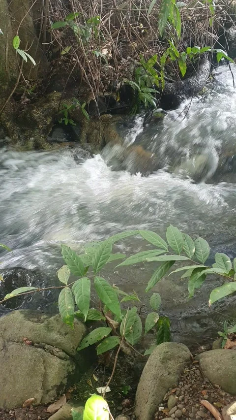 The water flowed swiftly between the trees and green leaves Stock Footage 329963912