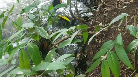 The water flowed swiftly between the trees and green leaves Stock Footage 329963953