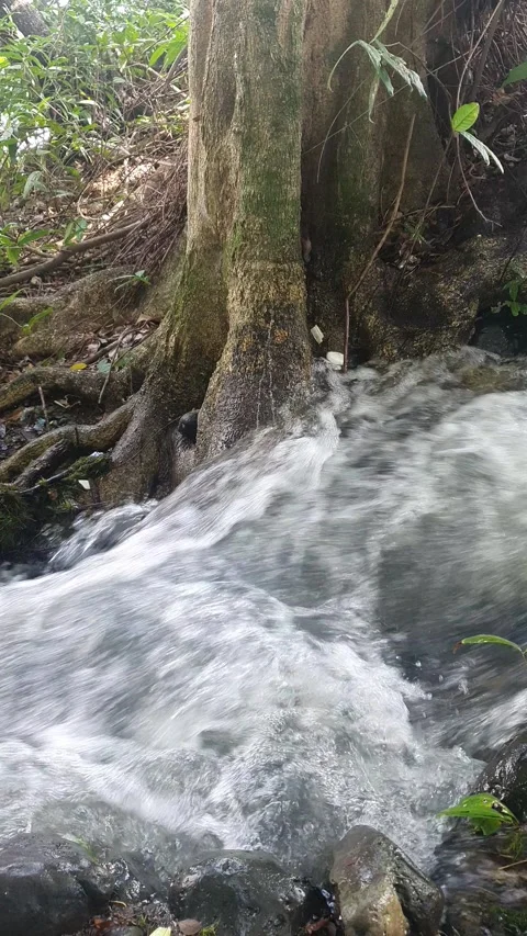 The water flowed swiftly between the trees and green leaves Video stock 329964023