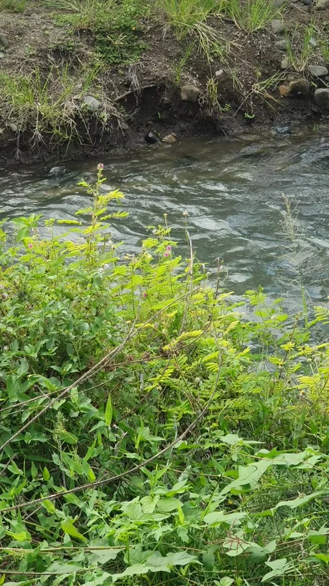 The water flowed swiftly between the trees and green leaves Stock Footage 329964121