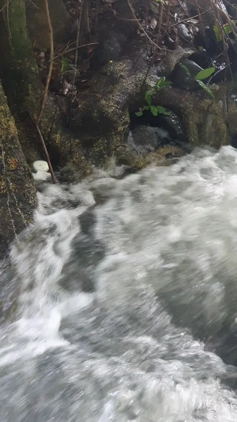 The water flowed swiftly between the trees and green leaves Stock Footage 329964287