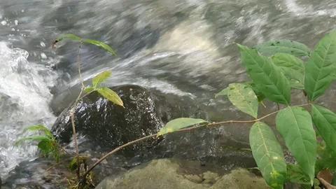 The water flowed swiftly between the trees and green leaves Stock Footage 329964398