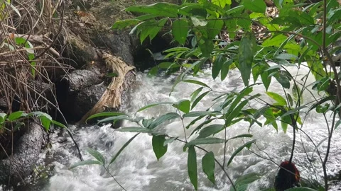The water flowed swiftly between the trees and green leaves Stock Footage 329964406