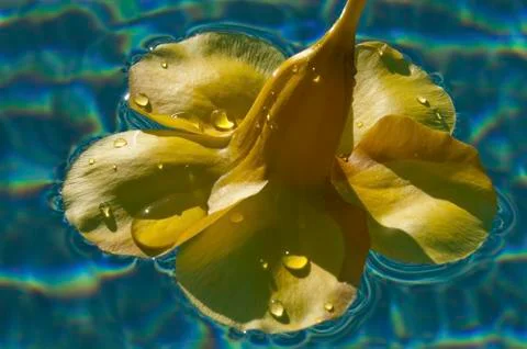 Water Flower 01 Stock Photos