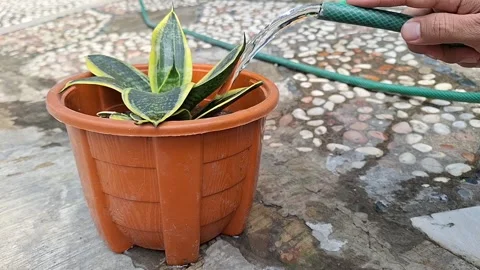 Water the flower plants Stock Footage 291601410