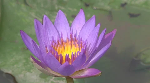 Water flower at the Royal Palace complex in Phnom Penh, Cambodia Stock Footage 51714448