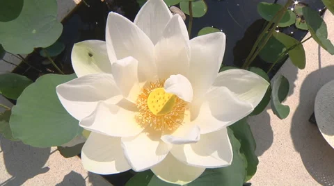 Water flower at the Royal Palace complex in Phnom Penh, Cambodia Stock Footage 51714980
