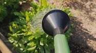 To Water The Flower With A Watering Can. Pov Top View Video Stock Footage