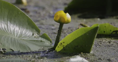 Water flowers, 4K Stock Footage 222127101