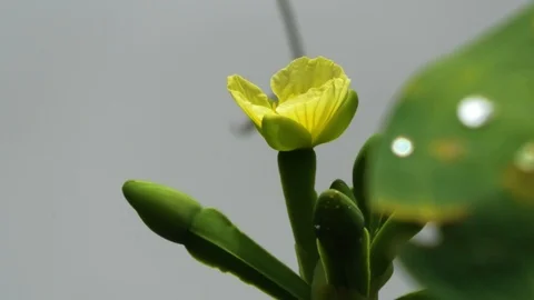 Water flowers Stock Footage 130095797