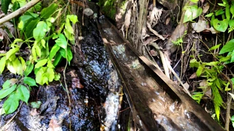 Water Flowing Along Split Bamboo in a Tropical Garden Stock-Footage 348064284