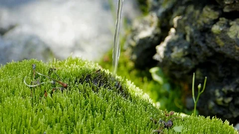 Water flowing of bamboo. Video stock 76450450
