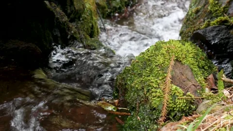 Water Flowing Beside Moss-Covered Stones in the Forest Vídeo Stock 341789899
