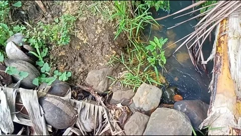Water flowing between the grass and leaves of nature Stock Footage 219238381