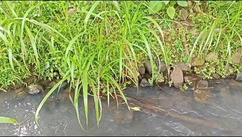 Water flowing between the grass and leaves of nature Stock Footage 219238600