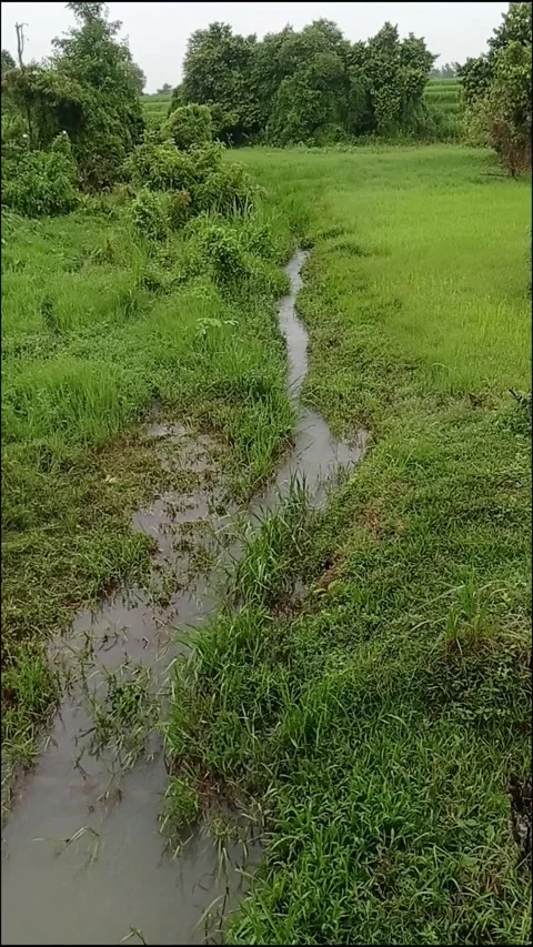Water flowing between the grass. small river from a spring Stock Footage 290987810