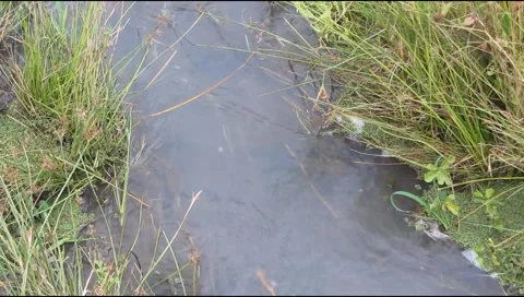 Water flowing between the green grass 库存影片 219306114