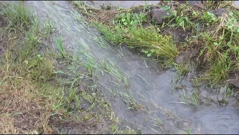 Water flowing between the green grass Stock Footage 219306227